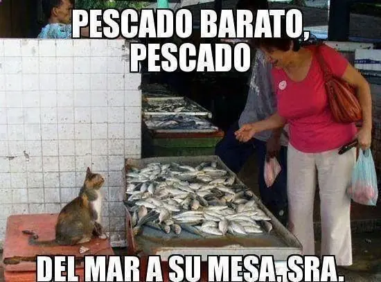 Humor