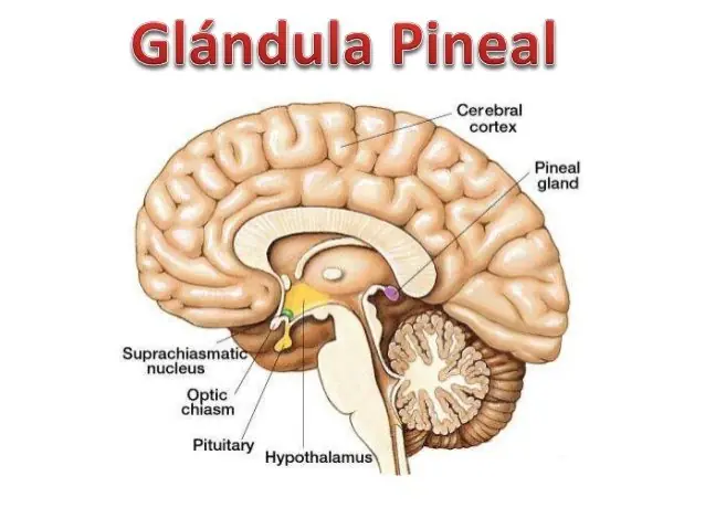 Glandula pineal, secretos y verdades ocultos