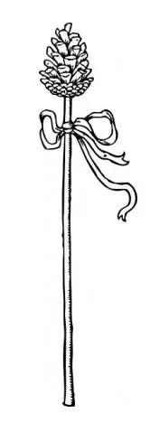 glandula pineal
