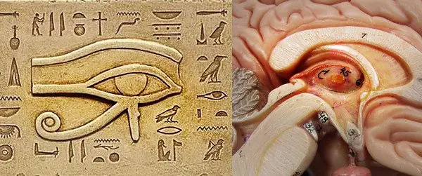 dmt