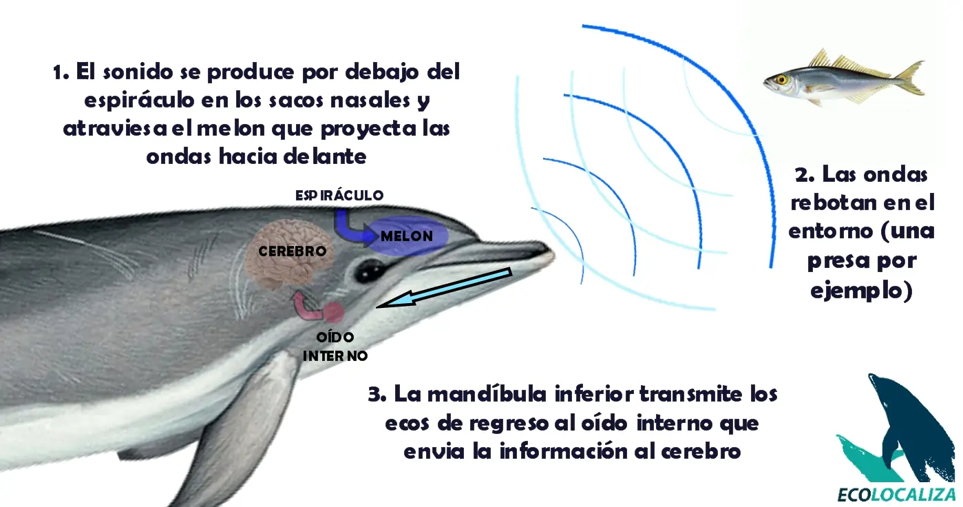 Evolucion, posible estadisticamente?