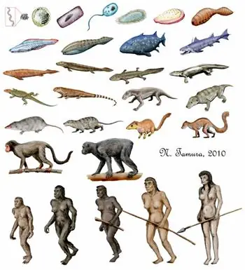 Evolucion, posible estadisticamente?