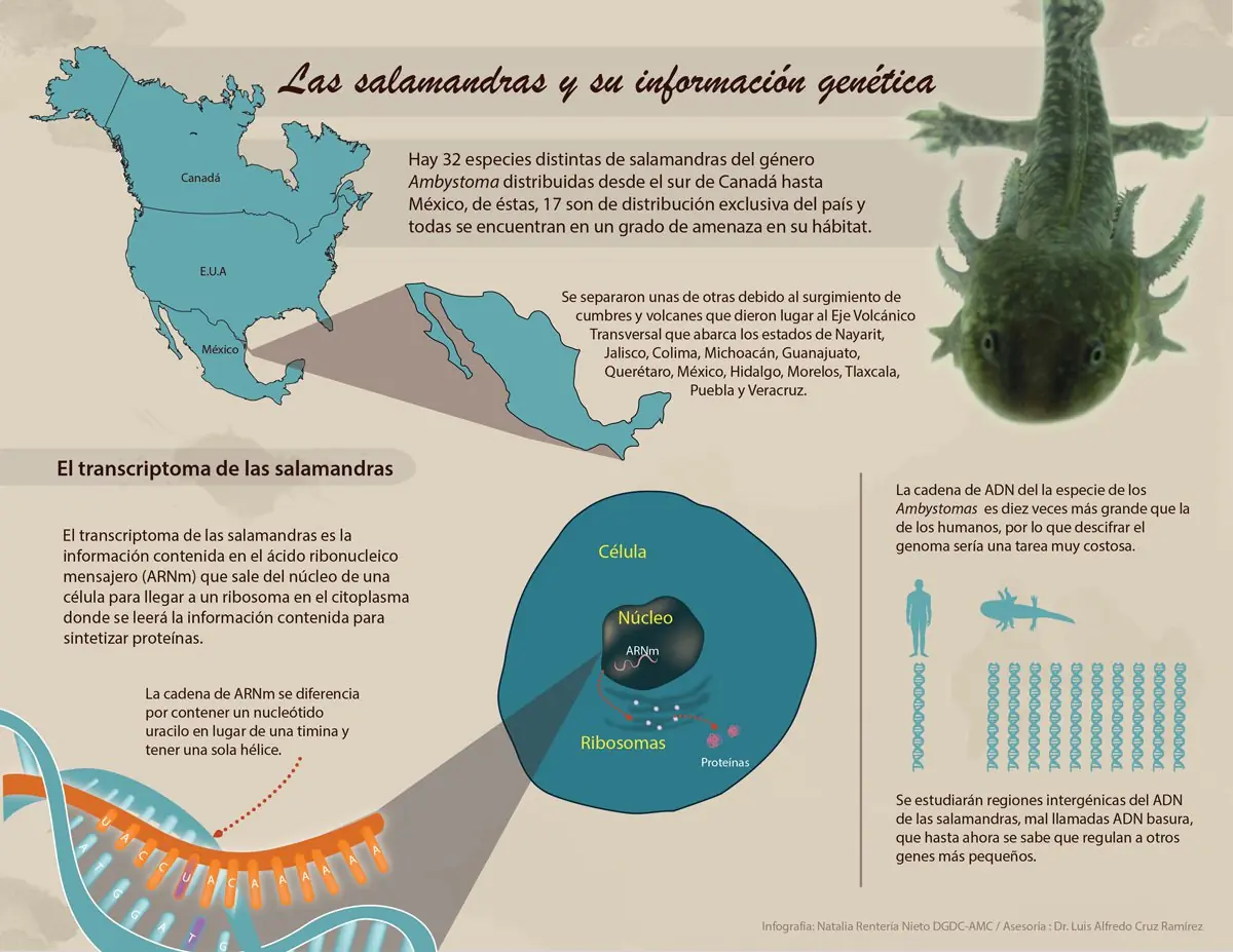 genetica