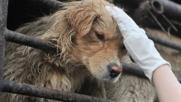 Veterinarios crean producto para alargar vida de los perros