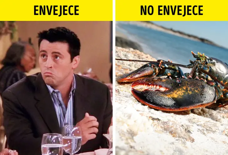explican