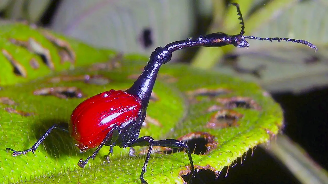 10 increibles animales que parecen de otro planeta