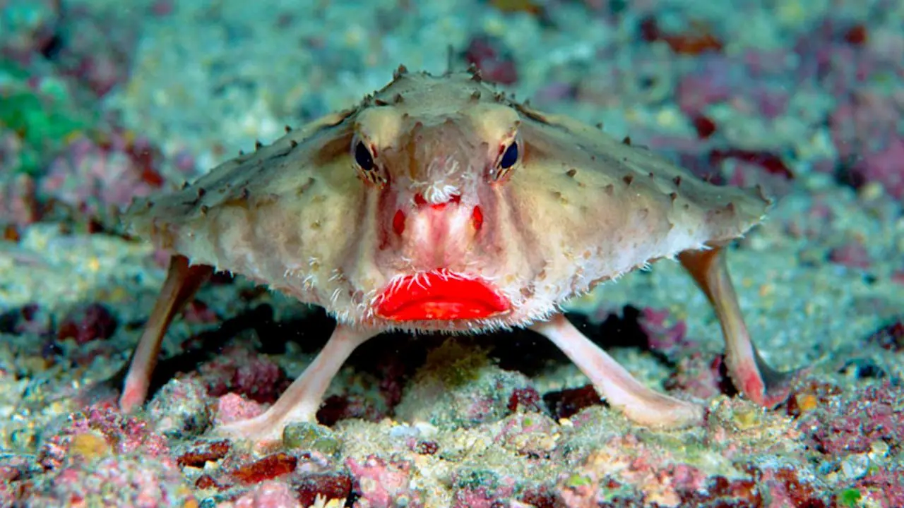 12 animales que parecen de otro planeta