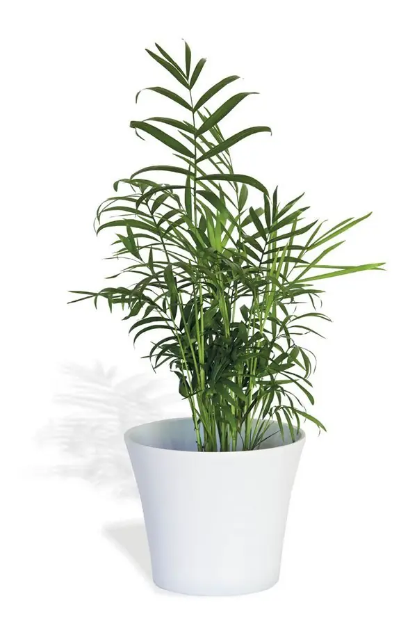plantas