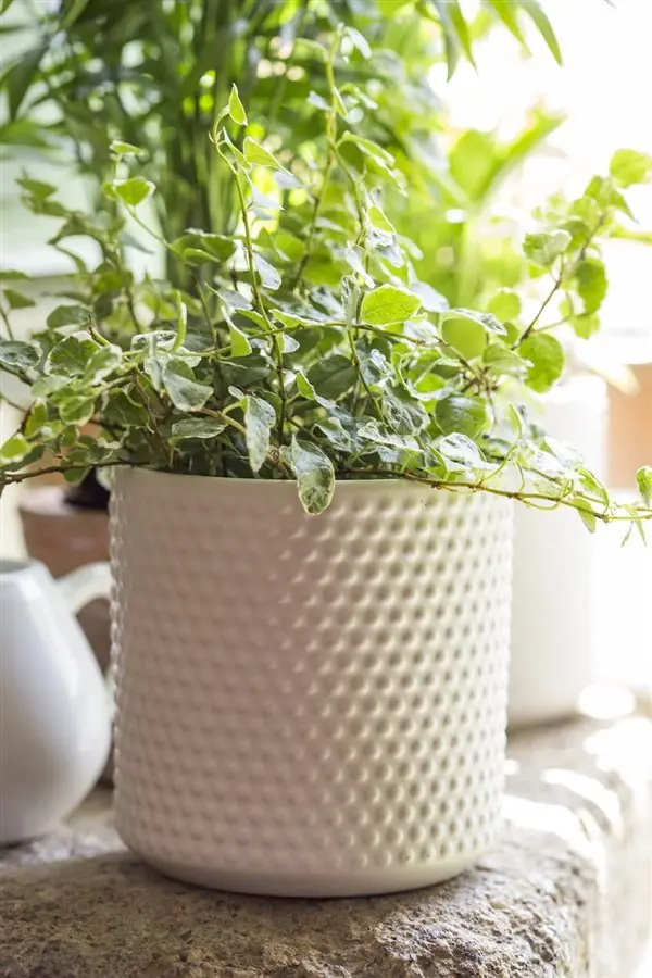 Plantas para decorar interior de casas muy resistentes