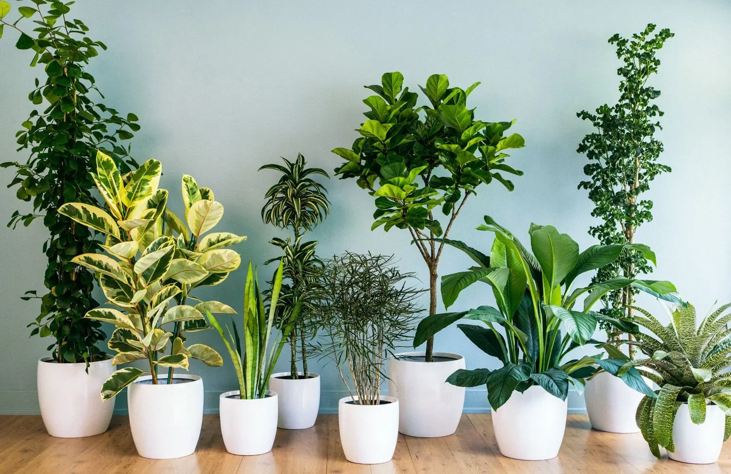 Plantas para decorar interior de casas muy resistentes