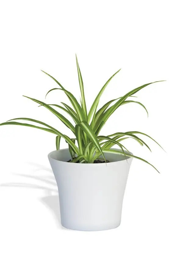 plantas
