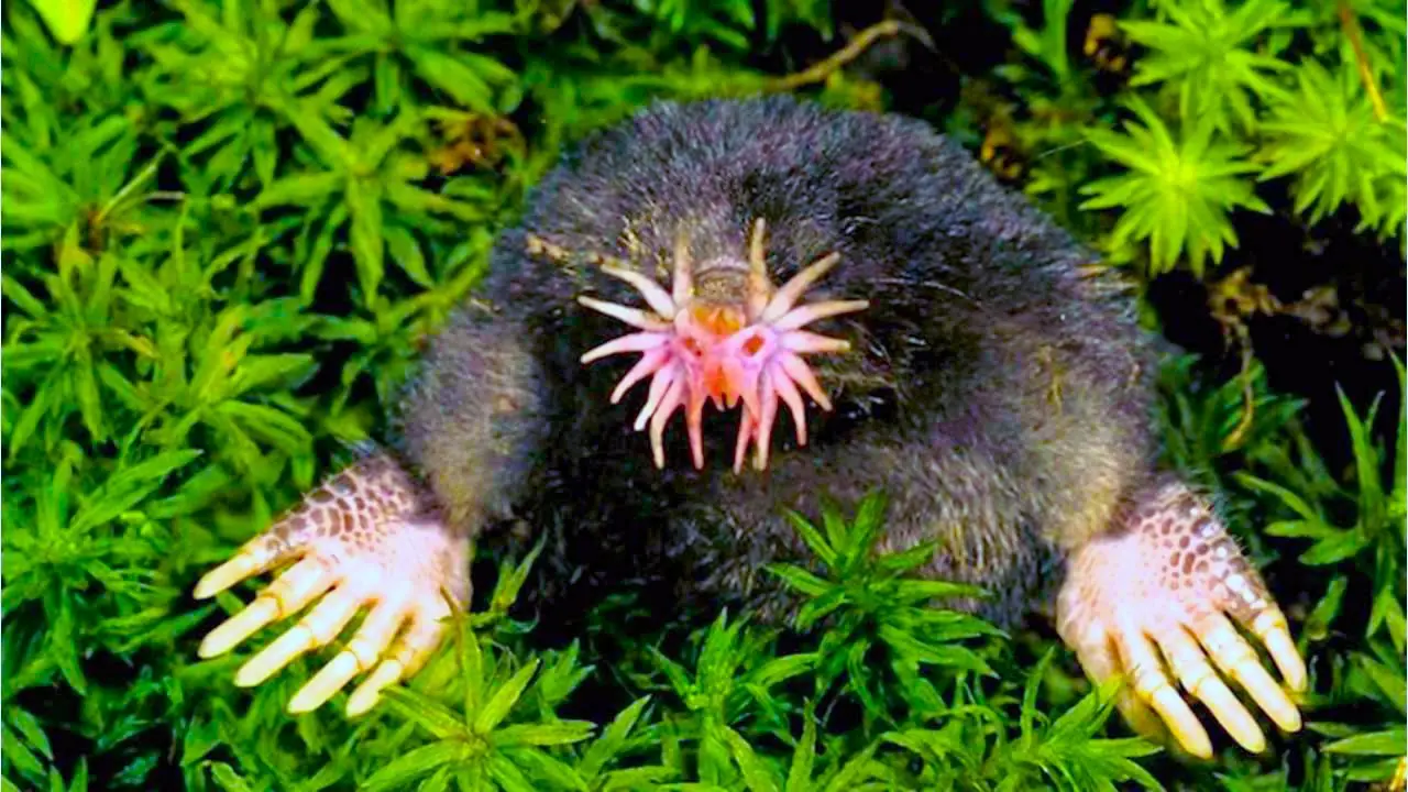 11 animales extranos que parecen de otro planeta