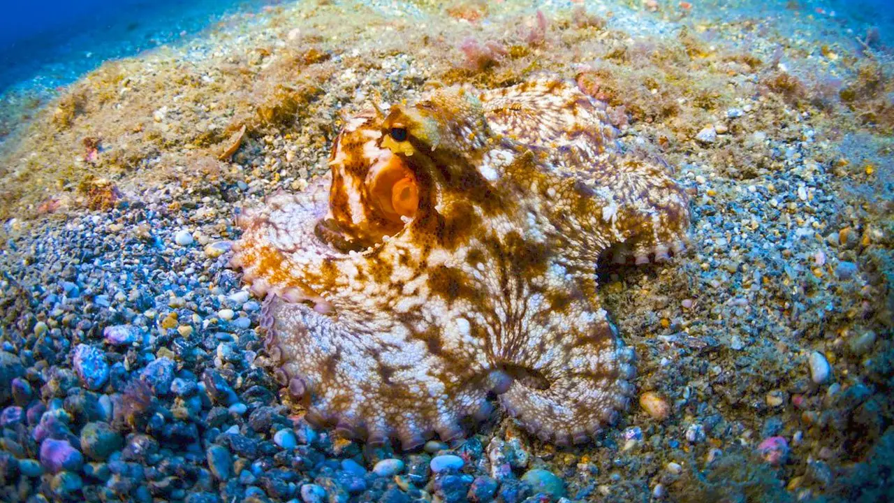 12 animales que parecen de otro planeta