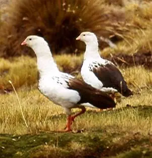 ecuador ecuador
