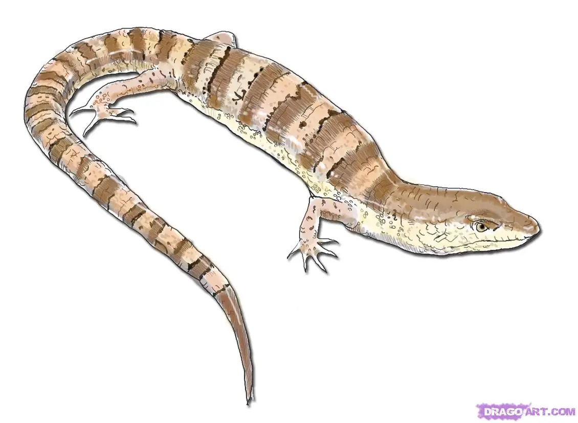 esbozar