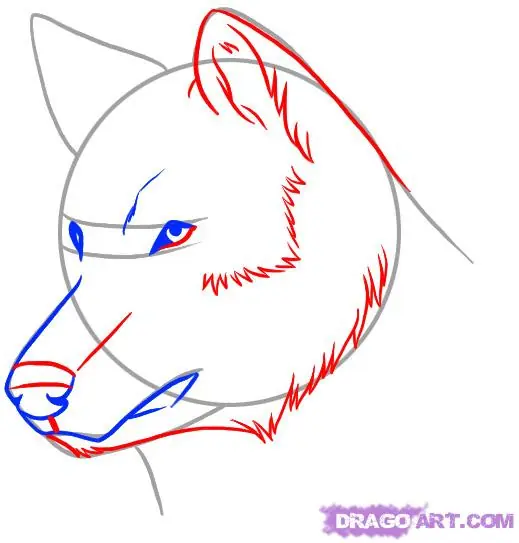 Como dibujar Animales!