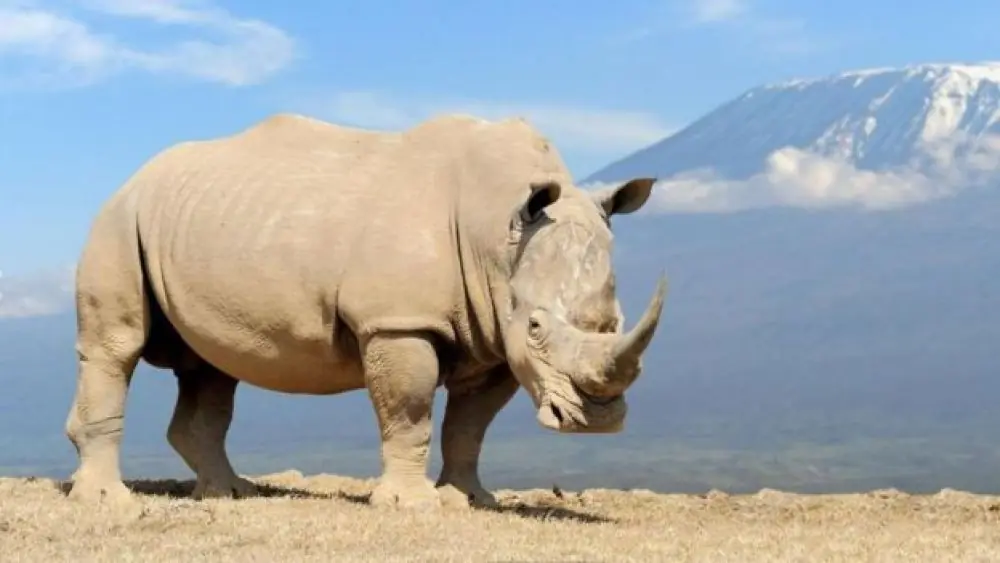 Animales