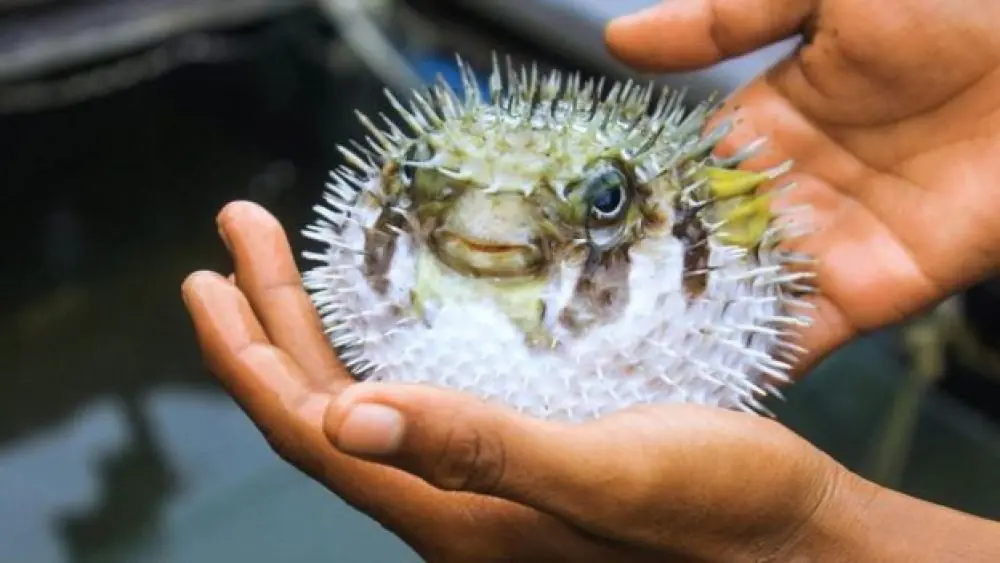Cada vez más cerca la posibilidad d clonar animales extintos