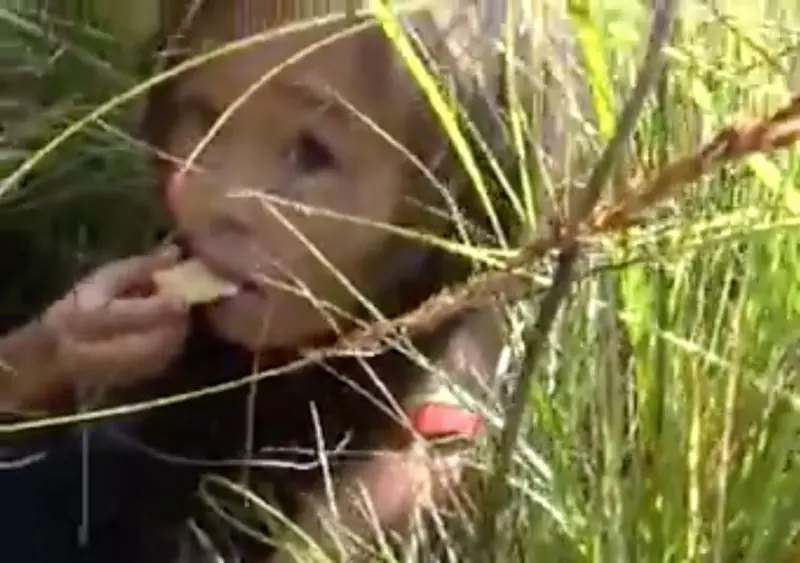 sobrevivio en el bosque gracias 