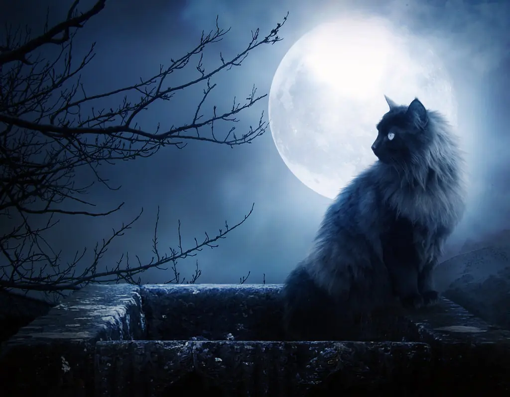 el gato y la luna