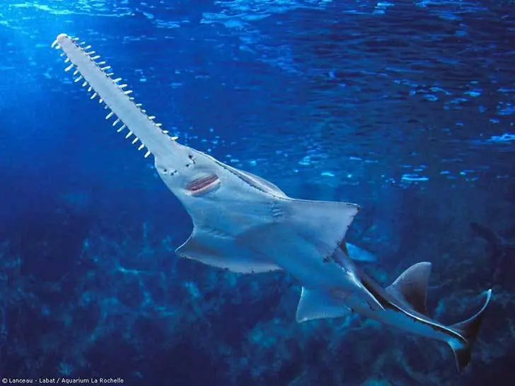 Cuantas especies de Tiburon y como diferenciarlas