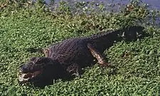 cocodrilo