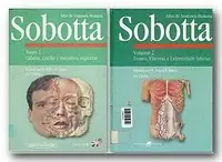 anatomia