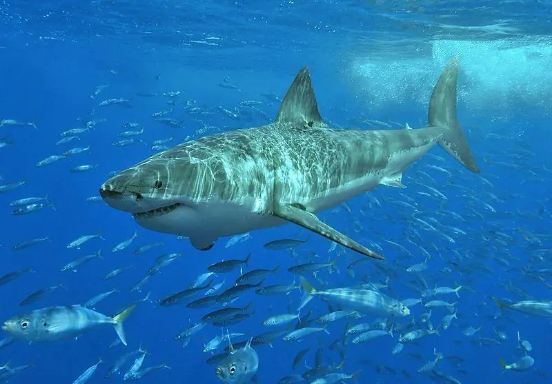 Cuantas especies de Tiburon y como diferenciarlas