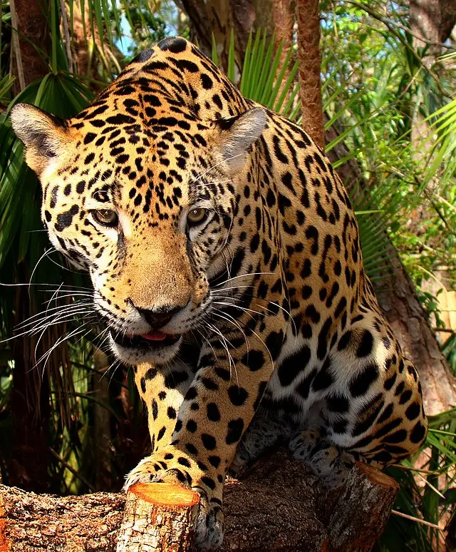 imagenes
