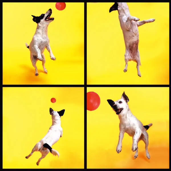 Test de Inteligencia para tu Perro