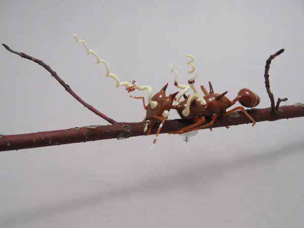 El parásito que muta insectos y controla sus mentes