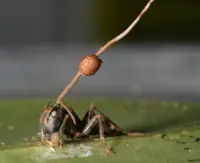 El parásito que muta insectos y controla sus mentes