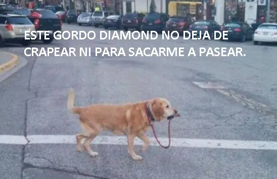obeso