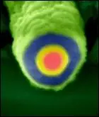 Novedades Científicas