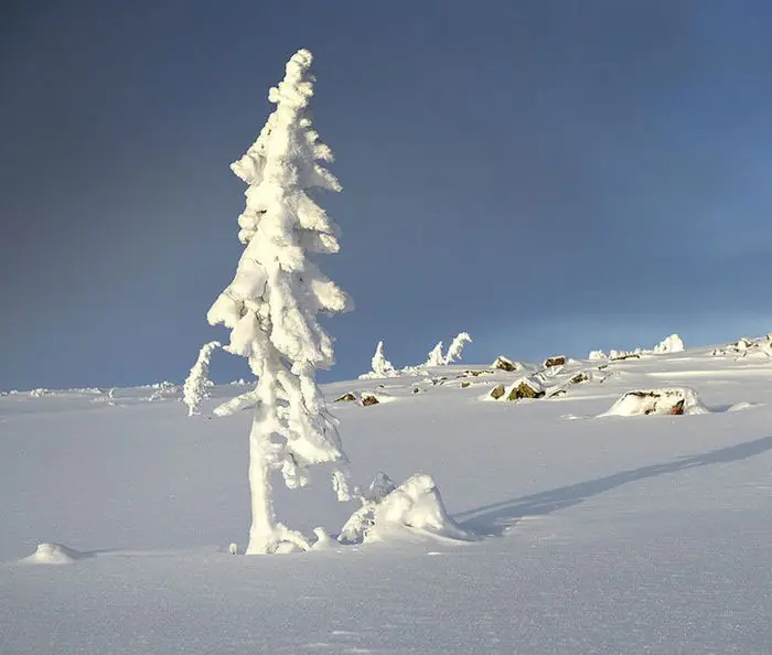 el arbol el arbol