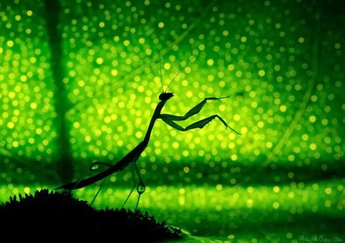 macro