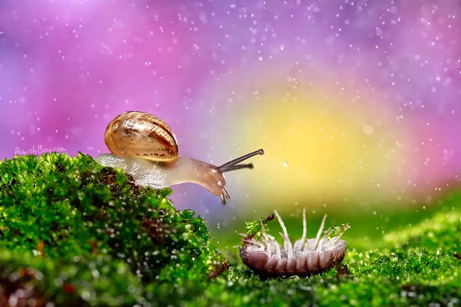 Fotografía Macro de Insectos