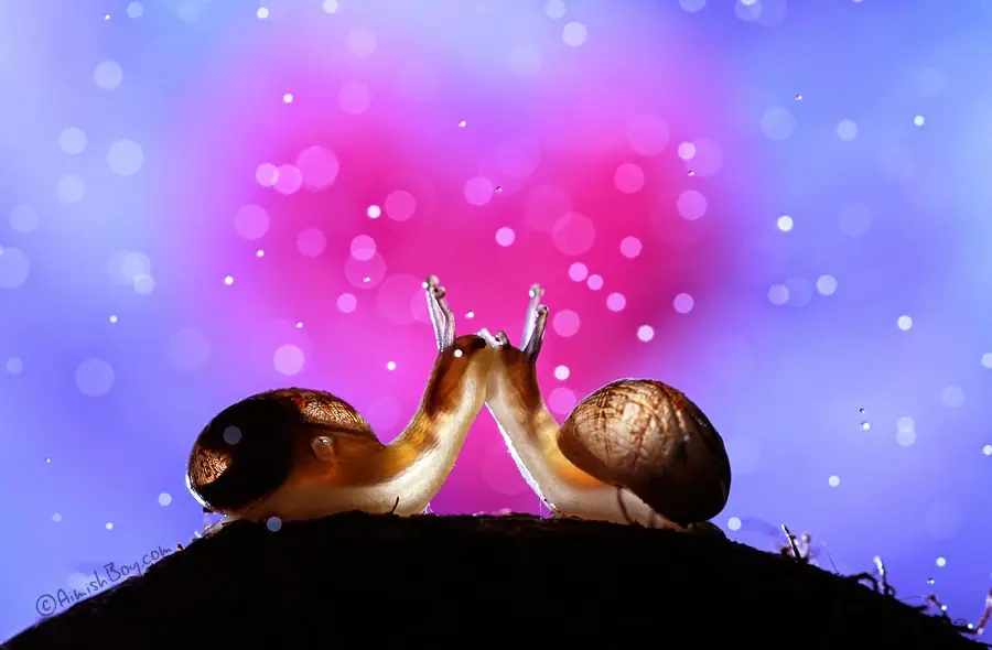 insectos