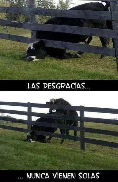 risas
