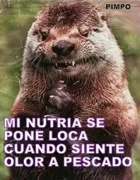 Humor Grafico
