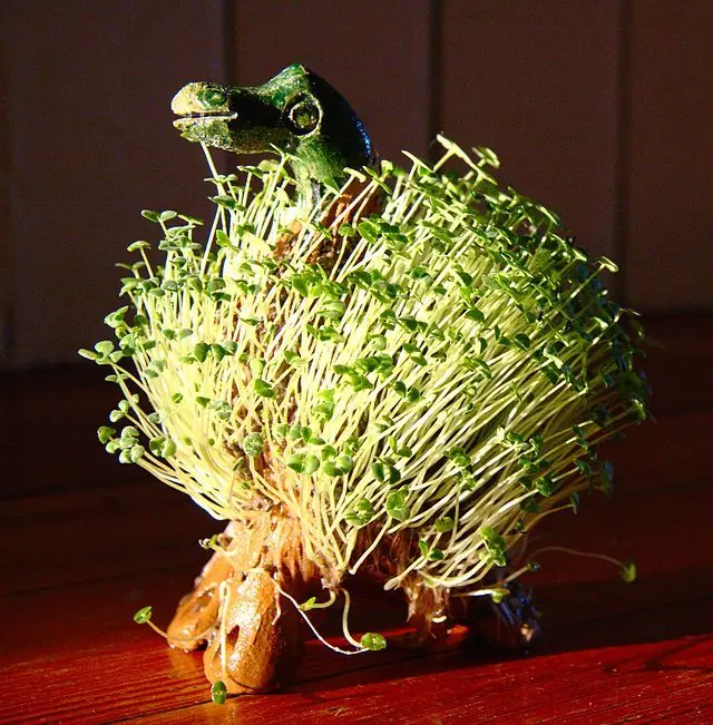 previenen las enfermedades cardi