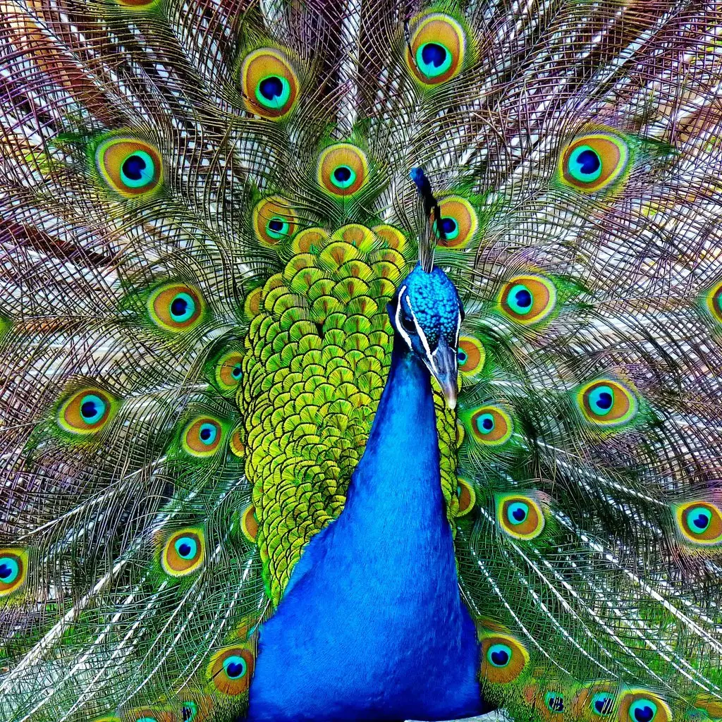 arte