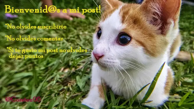 El dia que mi familia y yo salimos corriendo de una casa.