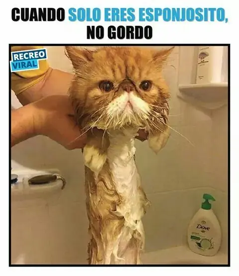 Domingo