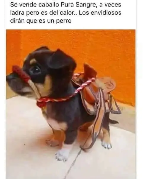 graciosas