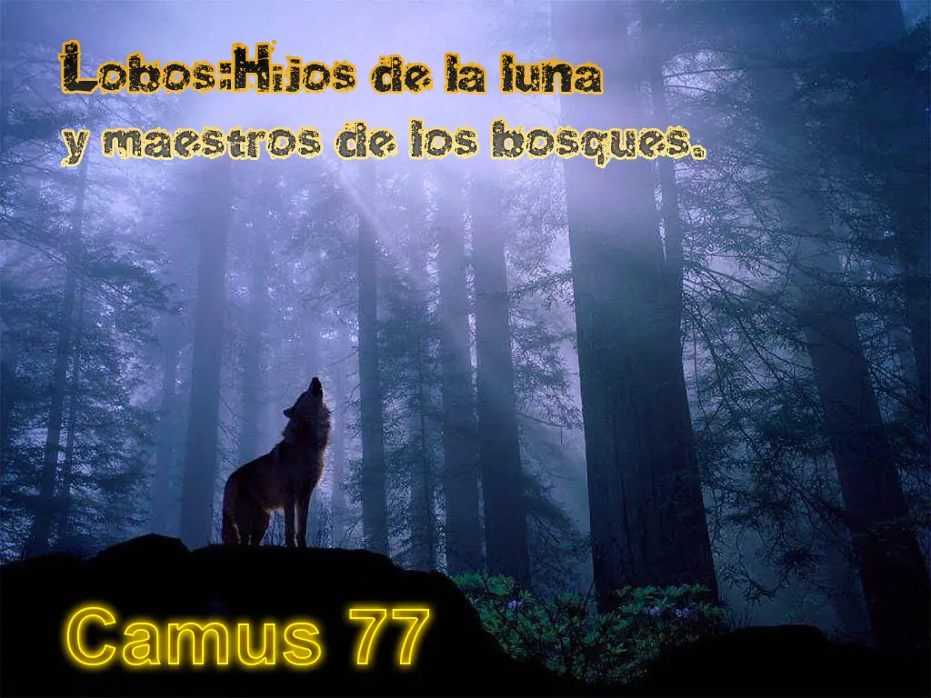 Lobos Hijos de la luna y Maestros de Los bosques.