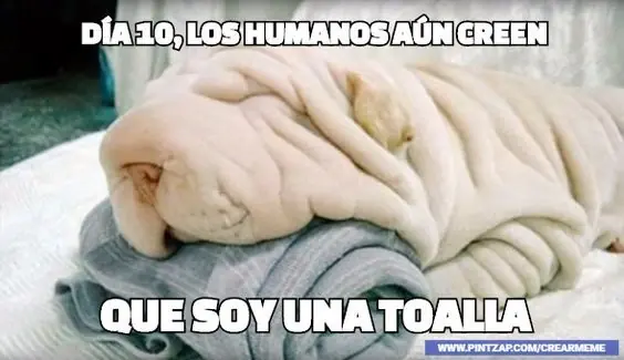 Humor fantabuloso para partirte de risa gozate mucho bebe!