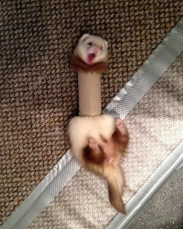 animales graciosos