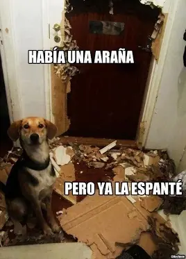 Imagenes graciosas