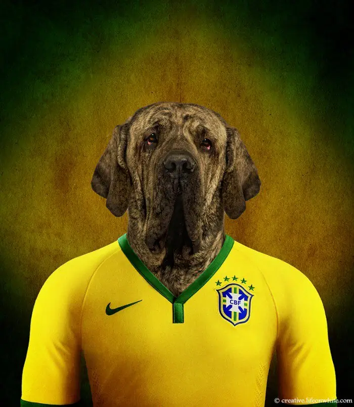 Perros